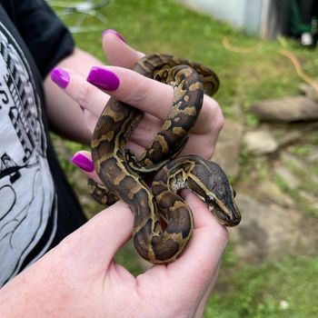 African rock python Babies