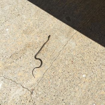 Alameda Striped Racer Babies