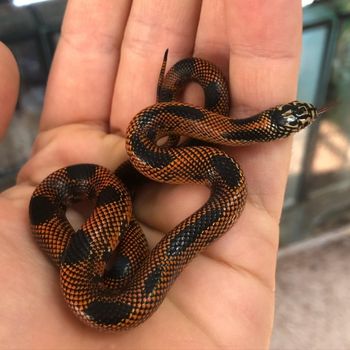 Apalachicola kingsnake Babies