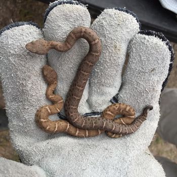 Arizona Ridge-Nosed Rattlesnake Babies