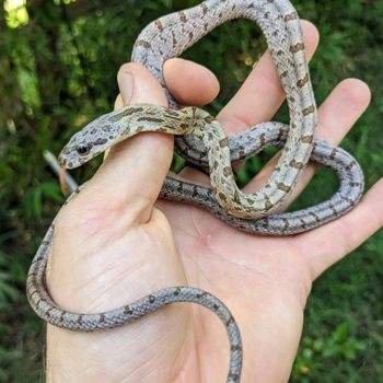 Baird’s Rat Snake Babies