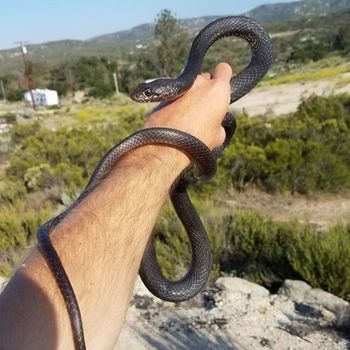 Baja California Coachwhip Babies