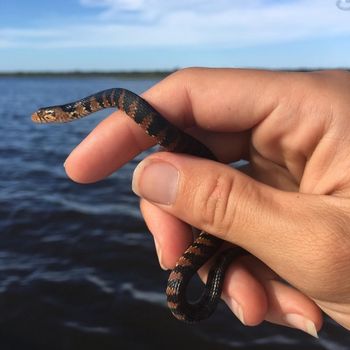 Banded Water Snake Babies