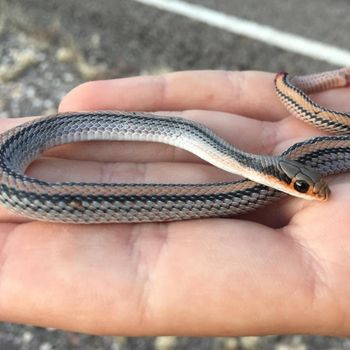 Big Bend Patchnose Snake Babies