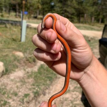 Black Hills Red-Bellied Snake Babies