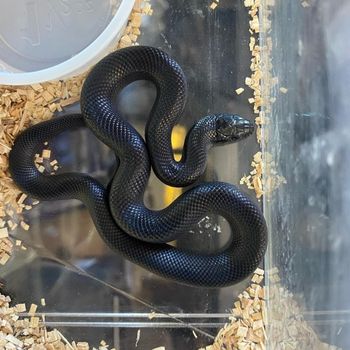 Black Kingsnake Babies