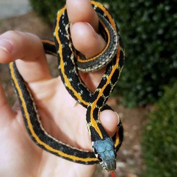 Black-striped Snake Babies