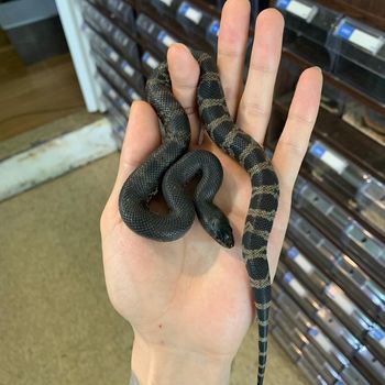 Black Pine Snake Babies