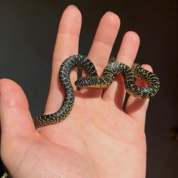 Black Speckled Kingsnake Babies