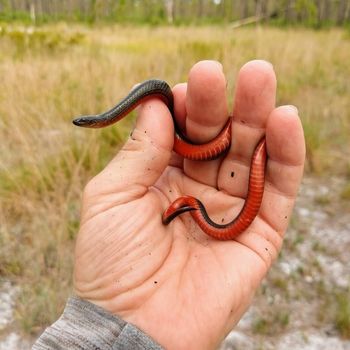 Black Swamp Snake Babies