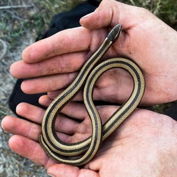 Blackneck Garter Snake Babies