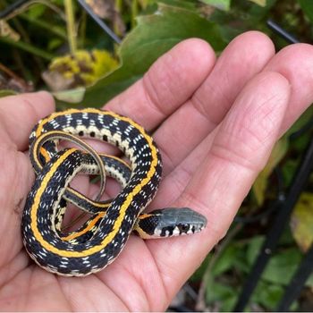 Black-Necked Garter Snake Babies