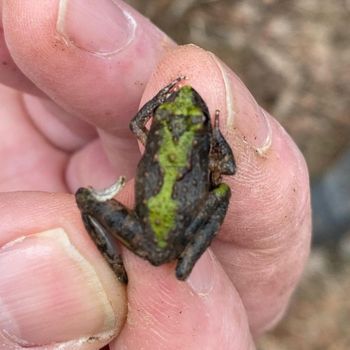 Blanchard's Cricket Frog Tadpole
