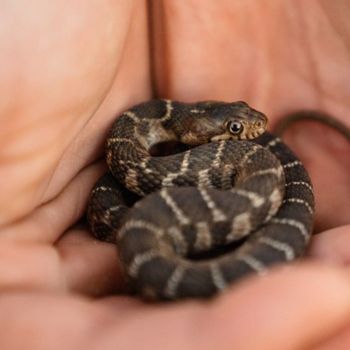 Blotched Water Snake Babies