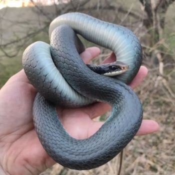 Blue Racer Babies