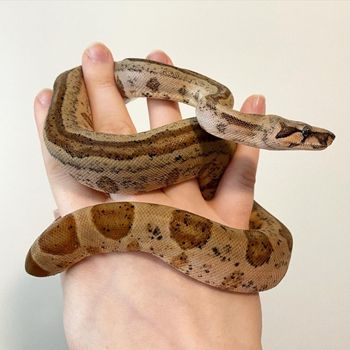 Boa constrictor Snakelet