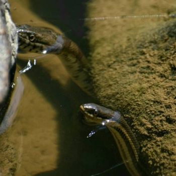 Brazos Water Snake Babies