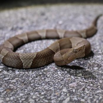 Broad-banded Copperhead Babies