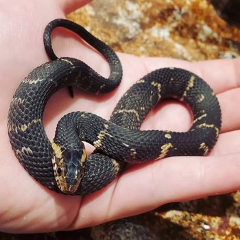 Broad-banded Water Snake Babies