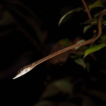 Brown Vine Snake Babies