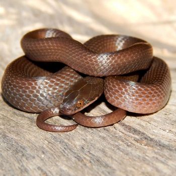 Brown Water Snake Babies