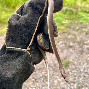 Brownsnake Babies