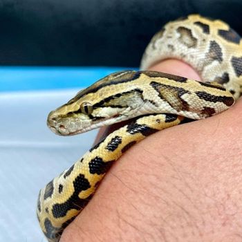 Burmese python Snakelet