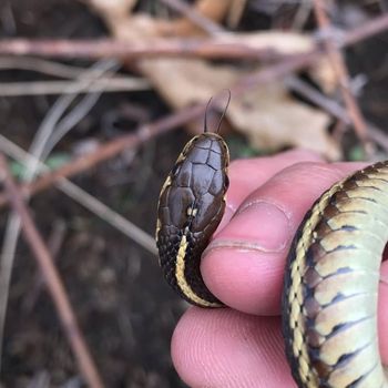 Butler’s Gartersnake Babies