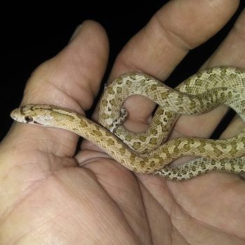 California Glossy Snake Babies