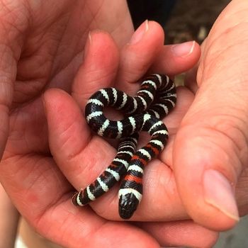 California Mountain Kingsnake Babies