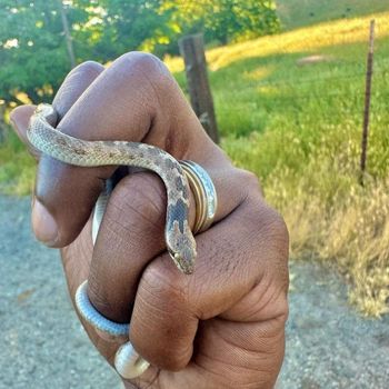 California Nightsnake Babies