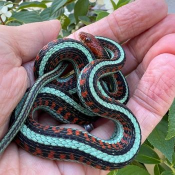 California Red-sided Garter Snake Babies