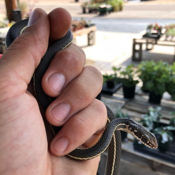 California Striped Racer Babies