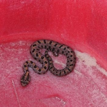 Canebrake rattlesnake Babies