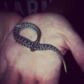 Carolina Pygmy Rattlesnake Babies