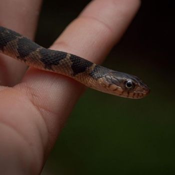 Carolina Watersnake Babies