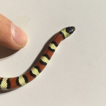 Central Plains Milksnake Babies