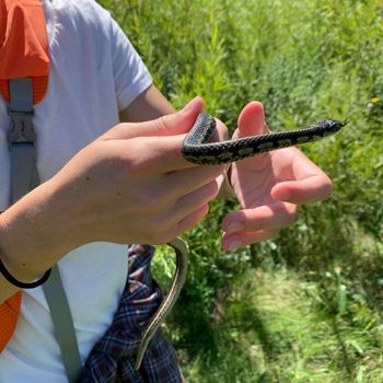 Chicago Garter Snake Babies