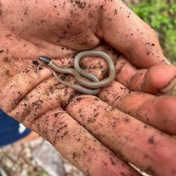 Chihuahuan Black-Headed Snake Babies