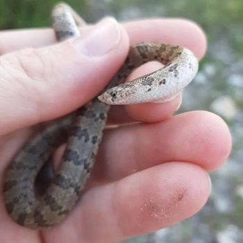 Chihuahuan Hook-Nosed Snake Babies