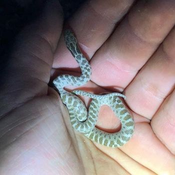 Chihuahuan Nightsnake Babies