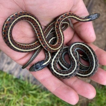 Coast Garter Snake Babies