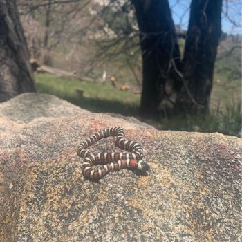 Coast Mountain Kingsnake Babies