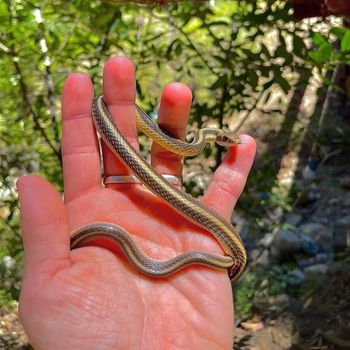 Coast Patch-nosed Snake Babies