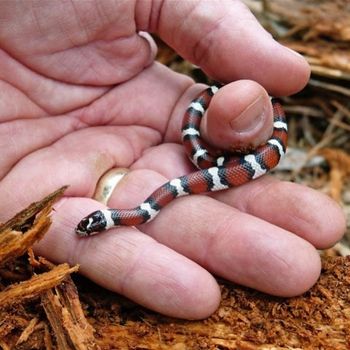 Coastal Plain Milksnake Babies