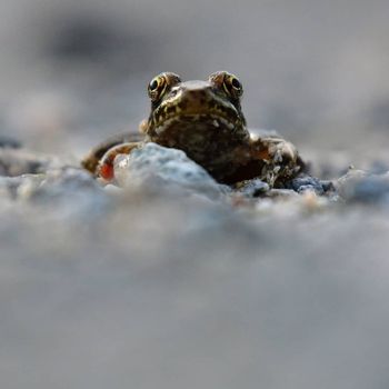 Coastal Plains Leopard Frog Tadpole