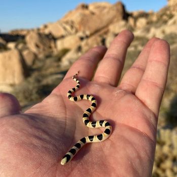 Colorado Desert Shovel-nosed Snake Babies