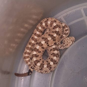 Colorado Desert Sidewinder Babies