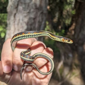 Common Garter Snake Babies