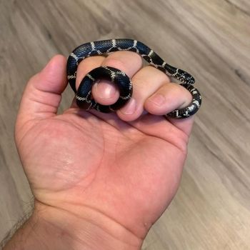 Common Kingsnake Babies